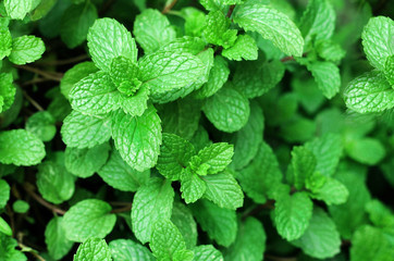 Image of Spearmint leaves