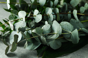 Image of Eucalyptus branches