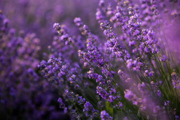 Image of LAVENDER flowers