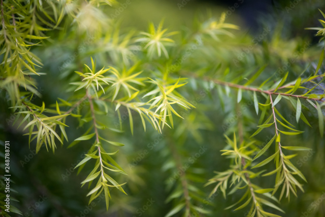 Image of Tea Tree flowers