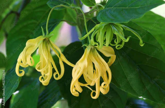 Image of Ylang-ylang flowers