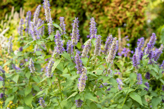 Image of Patchouli flowers