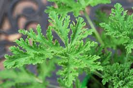 Image of Citronella plant