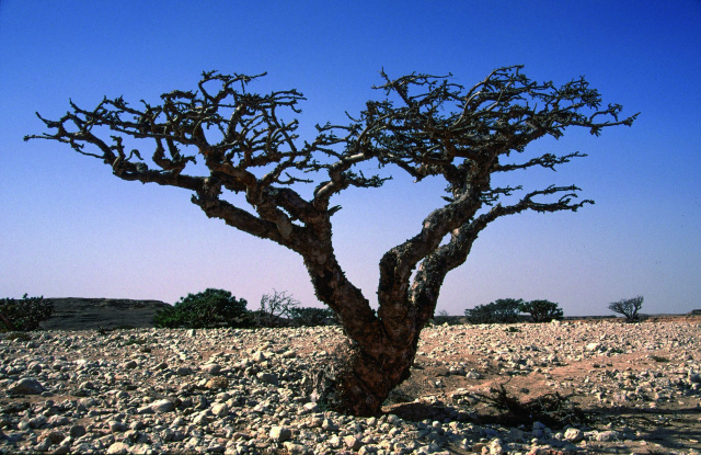 Image of Frankincense Tree