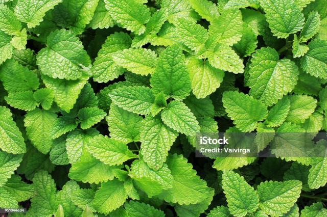 Image of Peppermint leaves