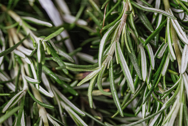 Image of sprig of Rosemary