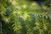 Image of Tea Tree flowers