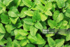Image of Peppermint leaves